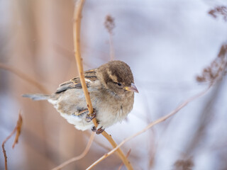 Sparrow sits on a branch without leaves.