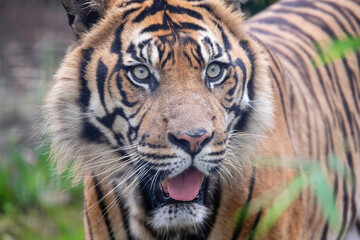 Sumatran Tiger