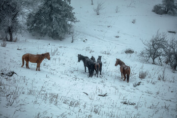 horses in snow