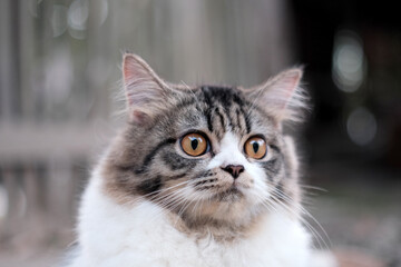 Naklejka na ściany i meble Closeup of pet cat in the yard