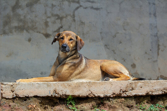 perro criollo en banqueta o acera