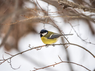 Cute bird Great tit, songbird sitting on a branch without leaves in the autumn or winter.