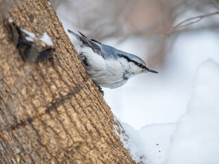 Eurasian nuthatch or wood nuthatch, lat. Sitta europaea, sitting on a tree trunk with a blurred background.