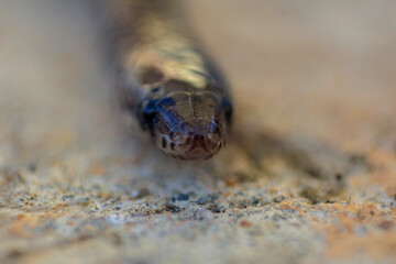 Serpiente