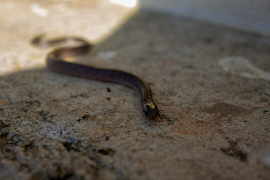 Serpiente