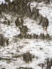Obraz premium The texture of the birch bark. Birch bark background