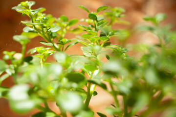 bonsai ornamental en maseta verde