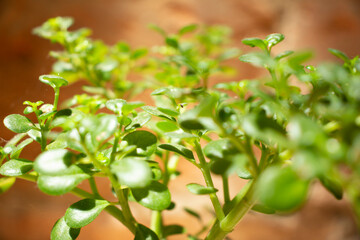 bonsai ornamental en maseta verde
