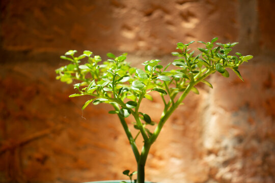 bonsai ornamental en maseta verde