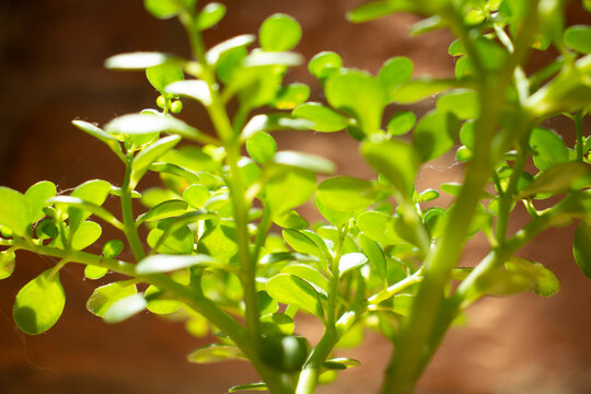 bonsai ornamental en maseta verde