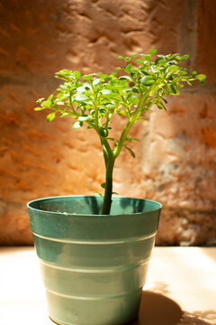 bonsai ornamental en maseta verde