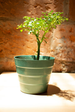 bonsai ornamental en maseta verde