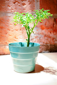 bonsai ornamental en maseta verde