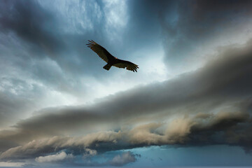 Vulture in the sky

