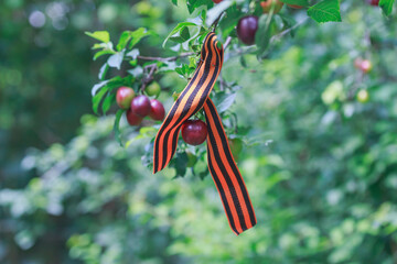 St. George ribbon on a branch with cherry plum fruits, close-up
