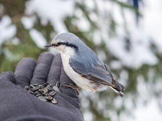 The Eurasian nuthatch eats seeds from a man's hand. Hungry bird wood nuthatch eating seeds from a hand during winter or autumn