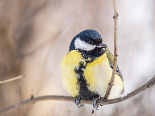 Cute bird Great tit, songbird sitting on a branch without leaves in the autumn or winter.