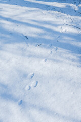 Hare tracks on white snow in sunny winter day. Winter wildlife.