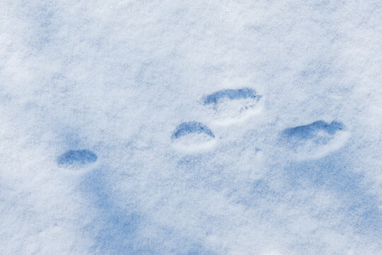 Hare tracks on white snow in sunny winter day. Winter wildlife.