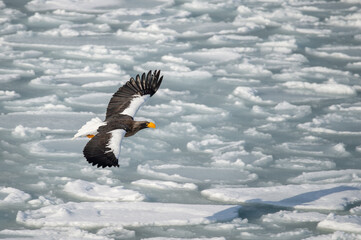 流氷の上を舞うオジロワシ