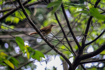 Rufous hornero