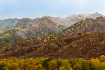 Obraz premium Picturesque autumn mountain landscape. At the foot of the mountain range is a colorful autumn forest, slopes of mountains are overgrown with bush, pines and birches, peaks are covered with first snow.