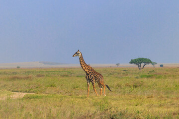 Obraz premium Giraffe in savanna in Serengeti national park in Tanzania. Wild nature of Tanzania, East Africa