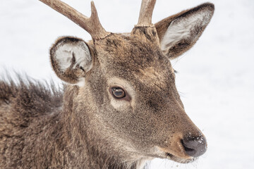 Fototapeta premium Altai wapiti (maral) in snowy winter forest in nature reserve