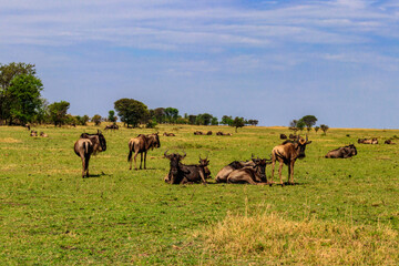 Herd of blue wildebeest (Connochaetes taurinus) in savannah in Serengeti national park in Tanzania. Great migration