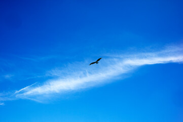airplane in the sky