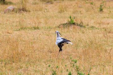 Obraz na płótnie Canvas Secretarybird or secretary bird (Sagittarius serpentarius) walking in Serengeti national park, Tanzania