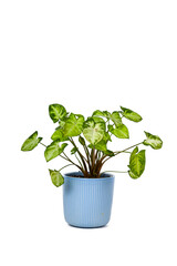 Indoor flower in a white pot isolated
