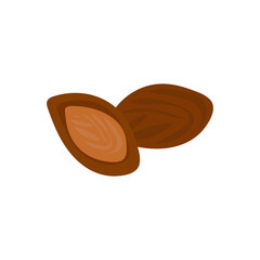 Apricot pits. Almonds in shells. Walnut kernel. isolated on white background.  core of fruit. Replacement of nut. Ingredient for cosmetics, scrub. Doodle. Vector illustration