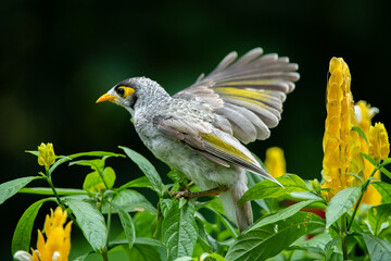 Noisy miner