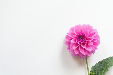 Purple dahlia on a light background. Space for text.