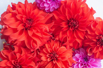 The floral background is red. Lots of red dahlias.
