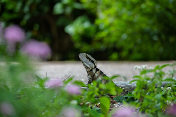 Australian water dragon in the forest
