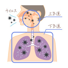 上気道と下気道へのウイルスの侵入（鼻・喉・肺の図表イラスト・文字あり）