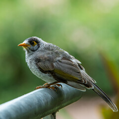 Noisy miner