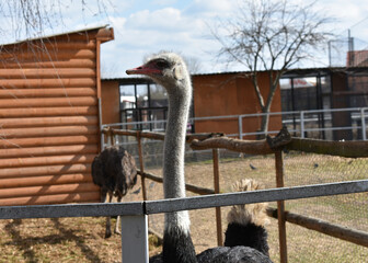 ostrich looking at you