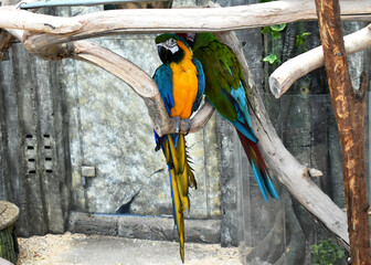 black and white macaw
