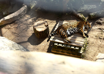 leopard in zoo