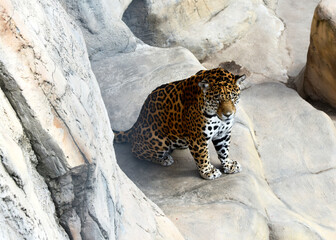 leopard in zoo