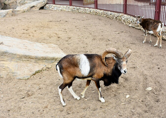 goat in the zoo