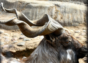 close up of an mountain goat