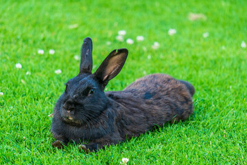 Little black rabbit on the green grass eating in summer Easter celebration beautiful pet animal