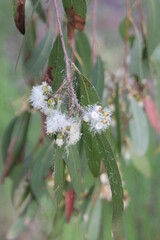 Close Up of Flowering Wattle Wildflowers, Tin Can Bay