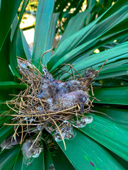 The baby bird died in the nest for no food. The concept of saving the bird.