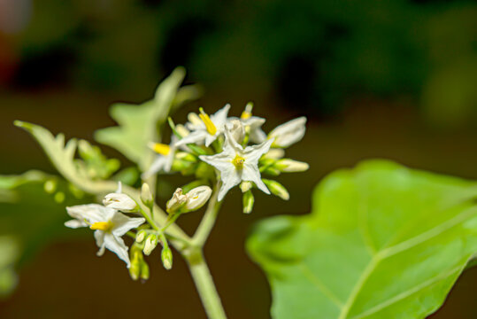 eggplant flower