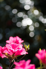 Fototapeta na wymiar キラキラをバックに濃いピンクのツツジの花